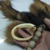 Răng nanh heo rừng rụng
