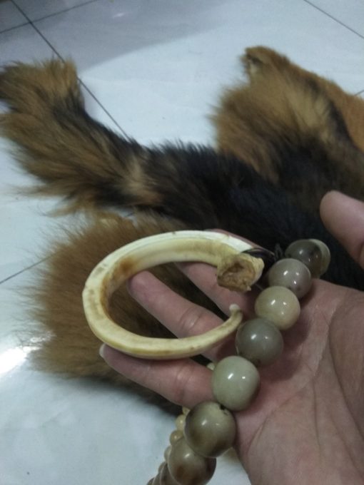 Răng nanh heo rừng rụng