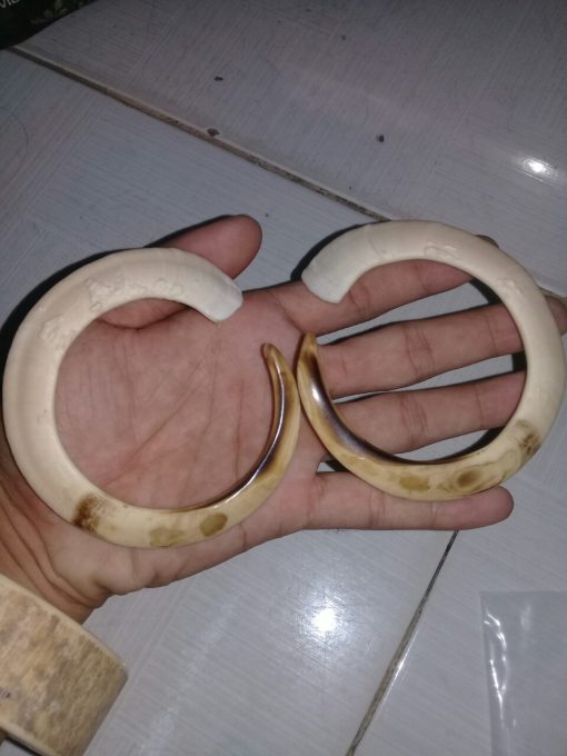 Răng nanh heo rừng cong tròn