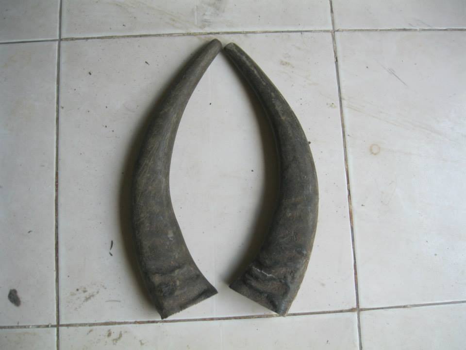 Sung trau
