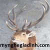 Đầu nai treo tường