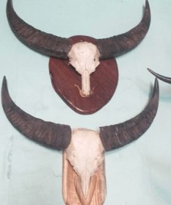 Đầu trâu treo tường