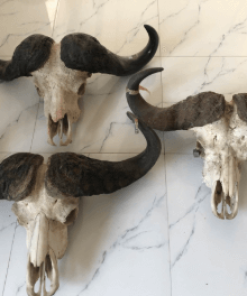 Đầu trâu treo tường