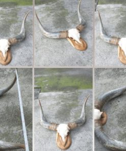 Đầu bò treo tường
