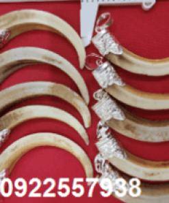 Nanh heo rừng bọc bạc