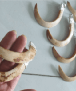 Nanh heo rừng bọc bạc