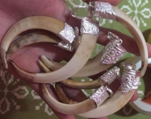 Nanh heo rừng bọc bạc