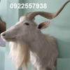 Đầu dê treo tường